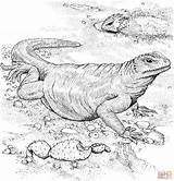 Komodo Dragon Coloring Pages Lizard Printable Color Fat Animals Main Dot Drawing Skip sketch template