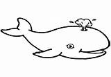 Sperm Whale Coloring Getdrawings sketch template