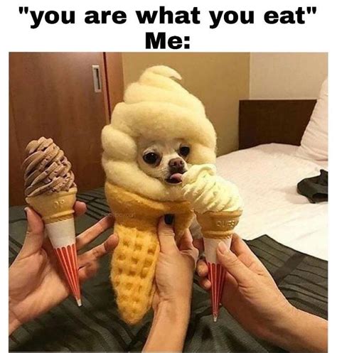 top 34 cute food memes quotes and humor