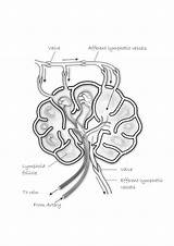 Lymph Anatomy Transcriptions sketch template