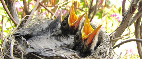 fledgling bird advice  tips   fledgling season