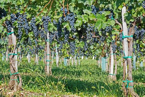 concordia grapes   prune  vine organic grapes fruits