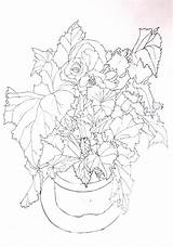 Begonia Drawing Pencil Coloring Pages Tolpuddle Martyr sketch template