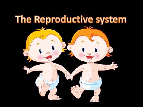 Ppt The Reproductive System Powerpoint Presentation