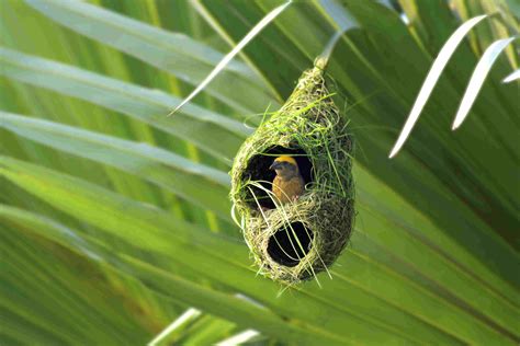 identify  bird nest