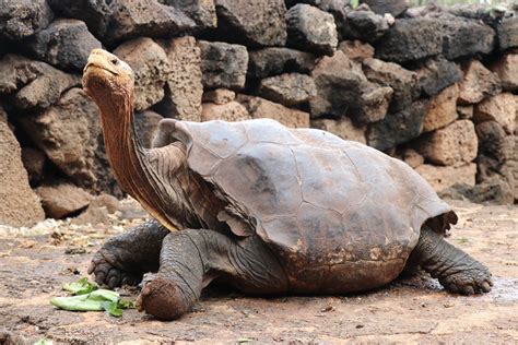 uitzonderlijk bronstige schildpad redt eigenhandig soort het nieuwsblad