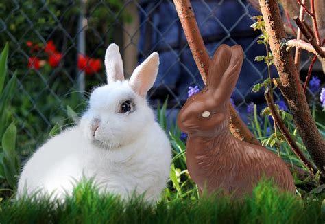 bunny care tips why you shouldn t give real rabbits as