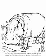 Coloring Drawing Animal Pages Hippopotamus Drawings Zoo Hippo Animals Kids Color Wild Sheets Printable Outline Line Face Realistic Fun Easy sketch template