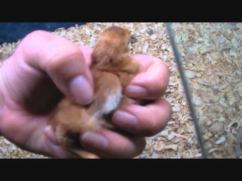 sexing rhode island red chicks chickens youtube