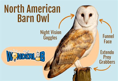 north american barn owls predators   night wonderlab