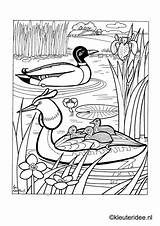 Kleuteridee Eend Sloot Kuikentjes Eendje Kuikens Coloriage Oiseaux Lelijke Dieren Ducklings Downloaden sketch template