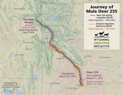 wyoming researchers discovered  mule deer migration   miles