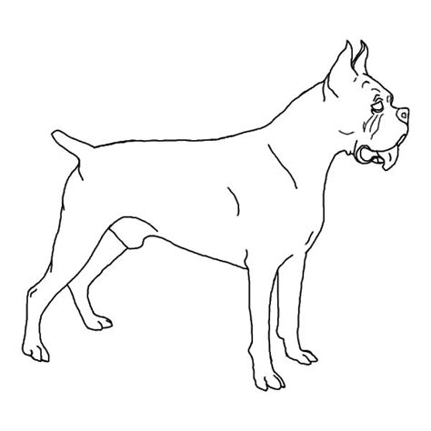 draw boxer dog coloring pages  place  color