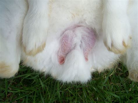 How To Determine Rabbit Gender With Pictures