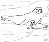 Seal Baby Coloring Harp Pages Mother Seals Printable Supercoloring Cute Popular Elephant sketch template