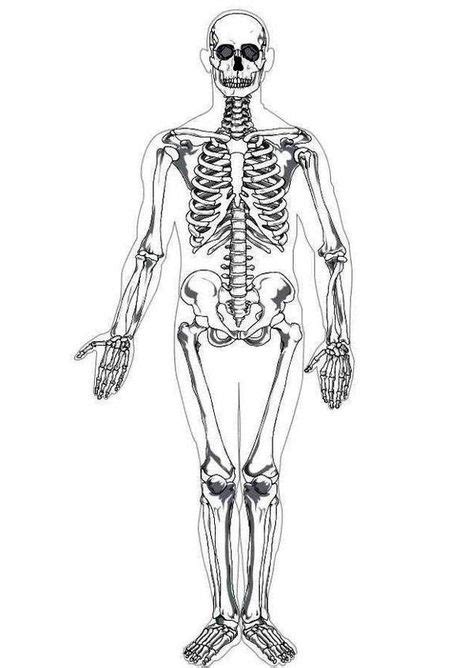 human anatomy coloring pages images coloring pages human