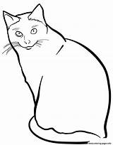 Coloring Cat Siamese Pages Printable sketch template