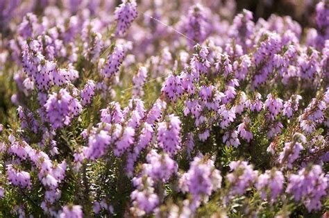 small evergreen shrubs