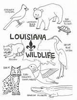 Louisiana Florida sketch template