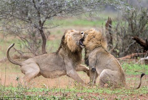 lion vs lion fight photos drama as lion beat up rival who