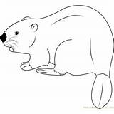 Beaver Coloring Pages Eurasian Coloringpages101 sketch template