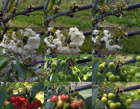 botany   cherries  grow  triplets biology stack