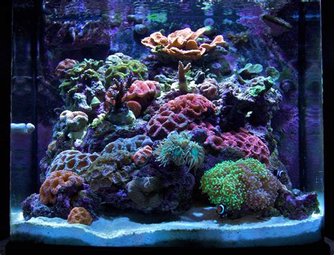 minigbr  featured nano reefs featured aquariums monthly