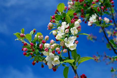 wiosna kwiaty jabloni niebo