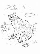 Frog Lake Coloring Colorkid sketch template