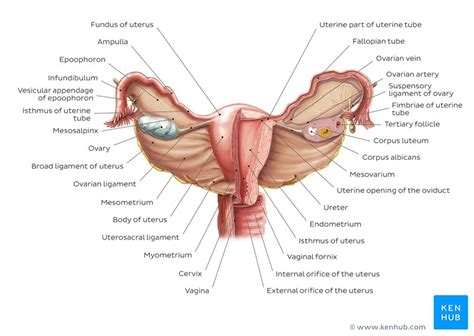 female reproductive organs anatomy  functions kenhub