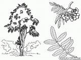 Rowan árvore Castanheiro sketch template