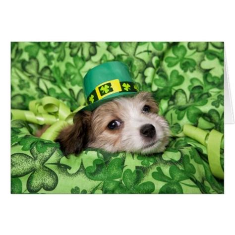 cute happy st patricks day puppy card dogs puppy images pets