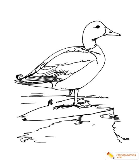 bird mallard coloring page  bird mallard coloring page