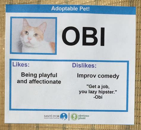 cat adoption agency develops fun  clever labels   adoption process catlov