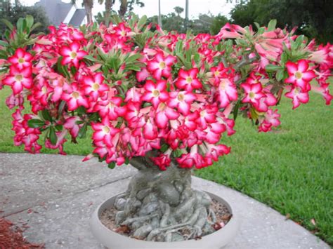 How To Grow And Care For A Desert Rose Adenium Obesum