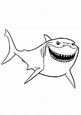 Shark sketch template