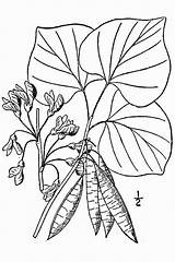 Canadensis Cercis Redbud Eastern Fabaceae sketch template