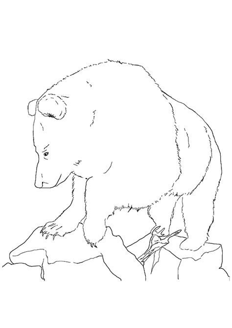 grizzly bear coloring pages books    printable