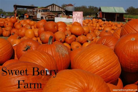 sweet berry farm fall pumpkin patch  austin texas