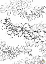 Blossom Cherry Coloring Pages Line Drawing Japanese Blossoms Peach Adults Getdrawings Japan Color Printable sketch template