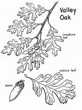 Oak Coloring Pages Trees Getcolorings Tree Valley sketch template