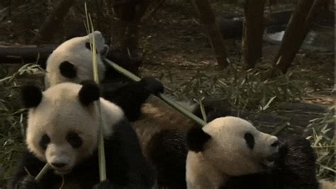 pandas picnic by neon panda mx find and share on giphy