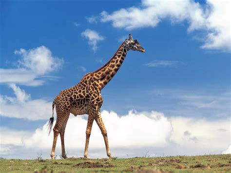giraffes images giraffe hd wallpaper  background