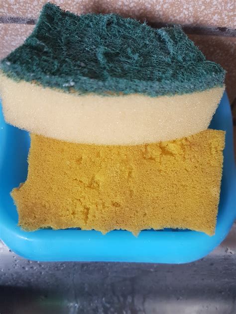 facts  dirty kitchen sponge  infection  trending facts