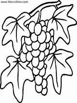 Coloring Pages Vines Tree Fruit Sherriallen Grapes Clipart sketch template