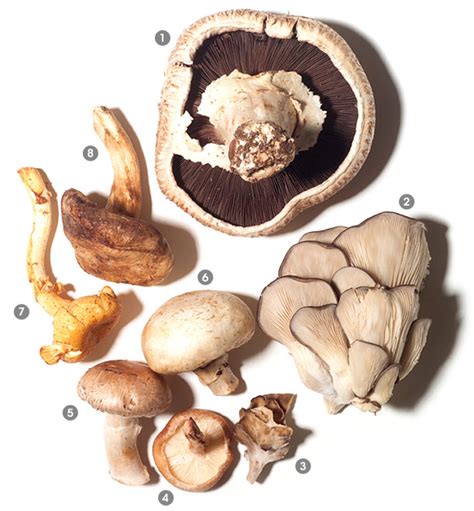greek cooking club  america  visual guide  mushrooms