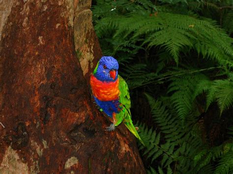 A Tropical Wildlife Paradise 9 Most Beautiful Rainforests