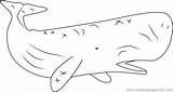 Coloring Whale Sperm Pages Coloringpages101 Color Printable Kids Whales sketch template
