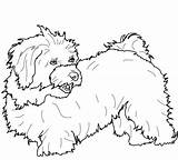 Havanese Hund Tzu Shih Maltese Havaneser Malteser Malvorlage Hunde Bichon Apso Lhasa Supercoloring Malvorlagen Lorenapets sketch template