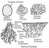 Lichen Lichens Embibe Botany sketch template